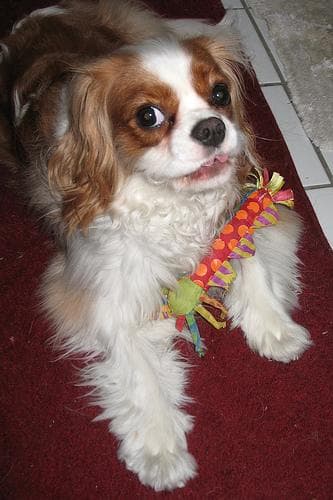 Cavalier King Charles yavrusu 2