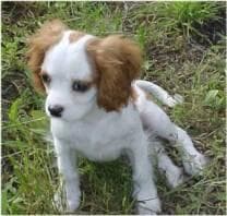 Cavalier King Charles yavrusu 2