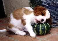 Cavalier King Charles yavrusu 2