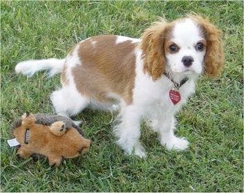 Cavalier King Charles yavrusu 3