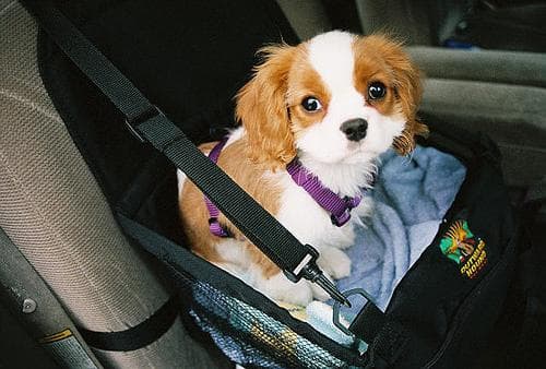 Cavalier King Charles yavrusu 1