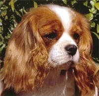 Cavalier King Charles yavrusu 2