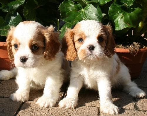 Cavalier King Charles yavrusu 2
