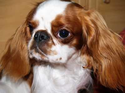 Cavalier King Charles yavrusu 2