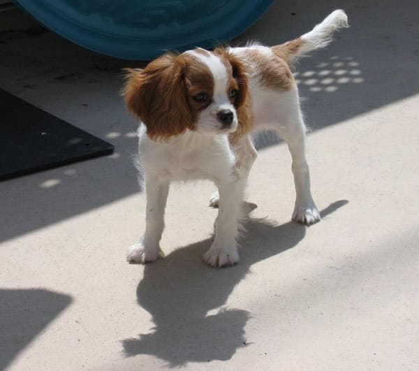 Cavalier King Charles yavrusu 3