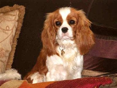 Cavalier King Charles yavrusu 2