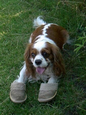 Cavalier King Charles yavrusu 1