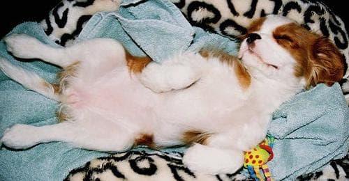 Cavalier King Charles yavrusu 3