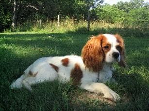 Cavalier King Charles yavrusu 2