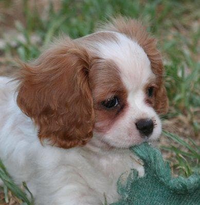 Cavalier King Charles yavrusu 2