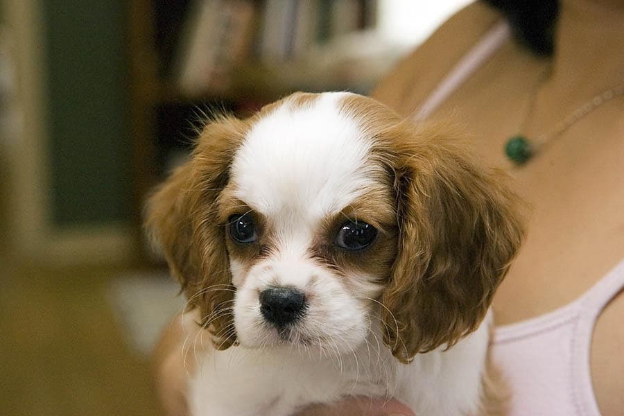 Cavalier King Charles yavrusu 3