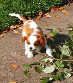 Cavalier King Charles yavrusu 1