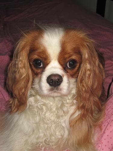 Cavalier King Charles yavrusu 2