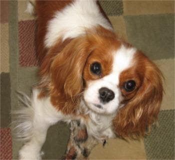Cavalier King Charles yavrusu 2
