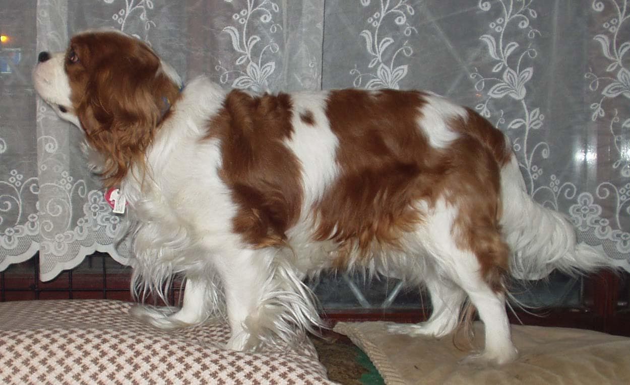 Cavalier King Charles yavrusu 3