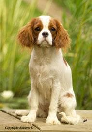 Cavalier King Charles yavrusu 1