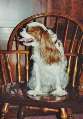 Cavalier King Charles yavrusu 3