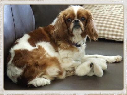 Cavalier King Charles yavrusu 2