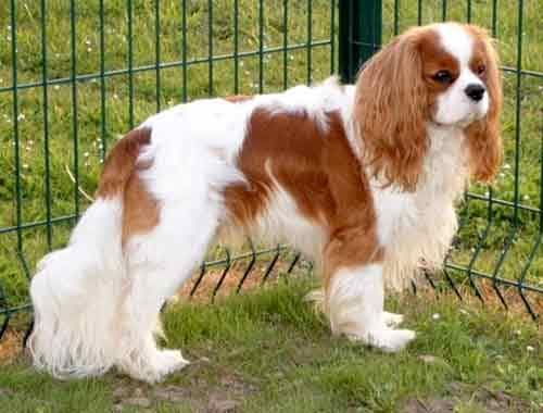 Cavalier King Charles yavrusu 1