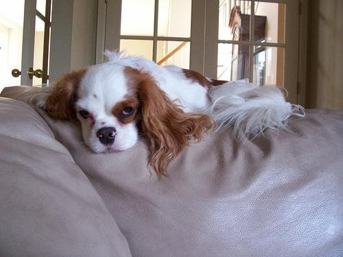 Cavalier King Charles yavrusu 1