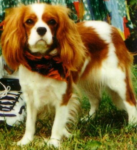 Cavalier King Charles yavrusu 2