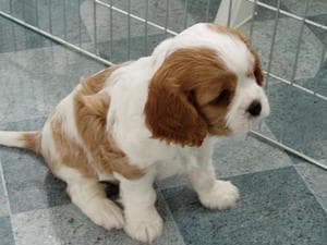 Cavalier King Charles yavrusu 3