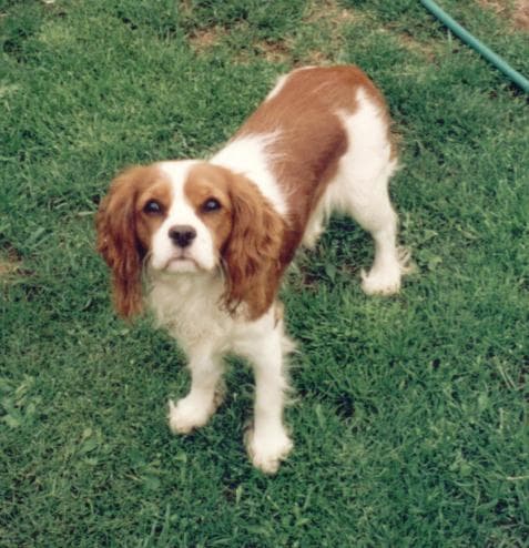 Cavalier King Charles yavrusu 2