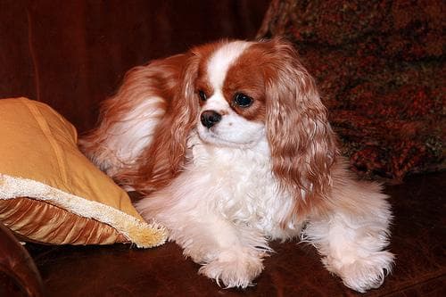 Cavalier King Charles yavrusu 2