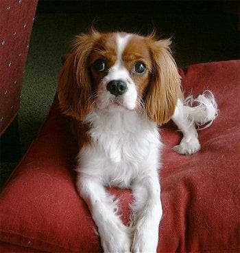 Cavalier King Charles yavrusu 2