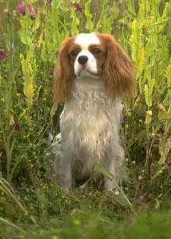Cavalier King Charles yavrusu 2