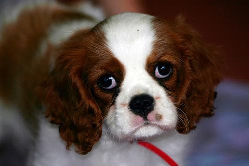 Cavalier King Charles yavrusu 1