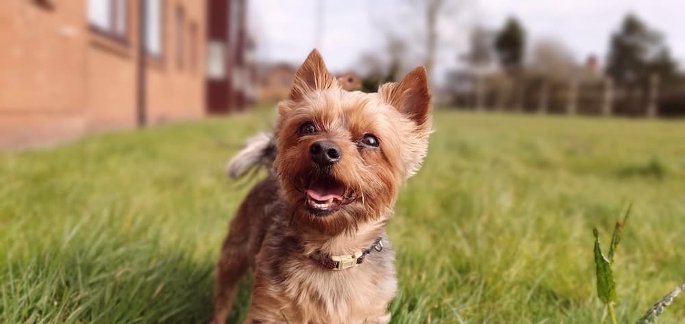 Morkie yavrusu 3