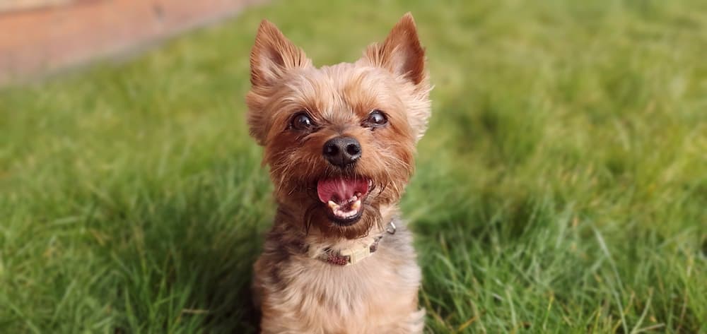 Morkie yavrusu 2