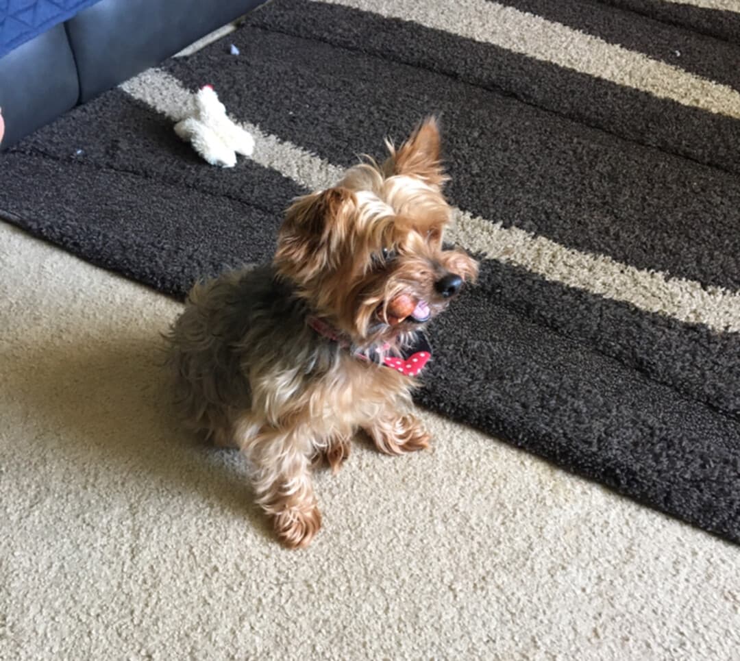Morkie yavrusu 1