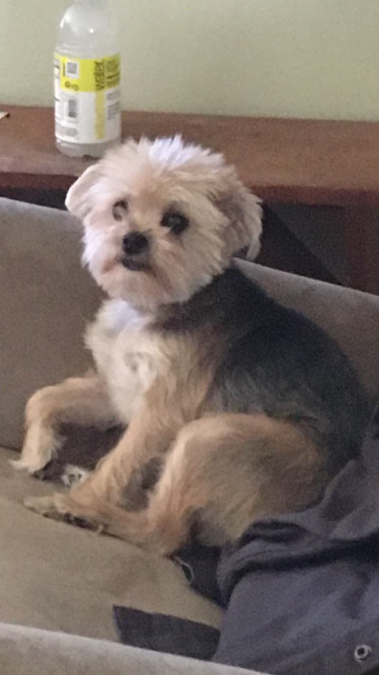 Morkie yavrusu 3