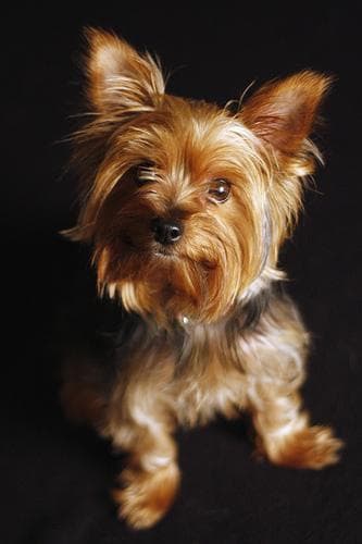 Morkie yavrusu 2