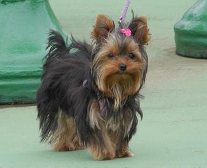 Morkie yavrusu 3