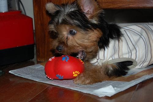 Morkie yavrusu 3