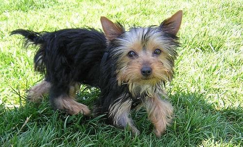 Morkie yavrusu 3