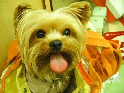 Morkie yavrusu 3
