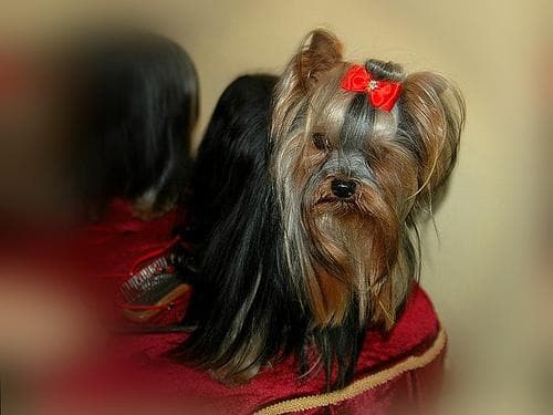 Morkie yavrusu 3