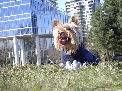 Morkie yavrusu 3