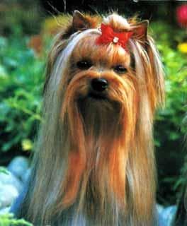 Morkie yavrusu 3