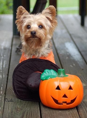 Morkie yavrusu 3