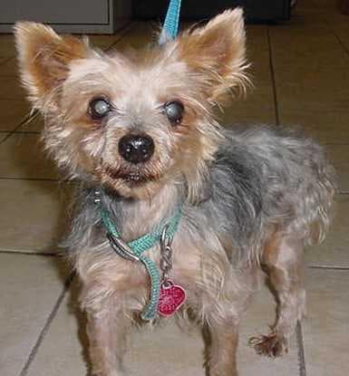 Morkie yavrusu 3