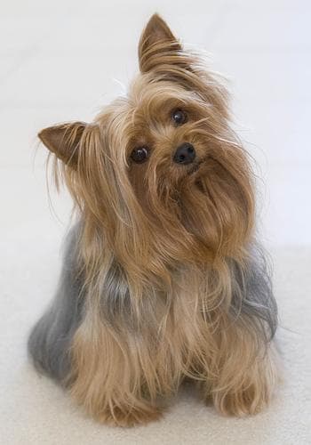 Morkie yavrusu 3