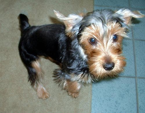 Morkie yavrusu 2
