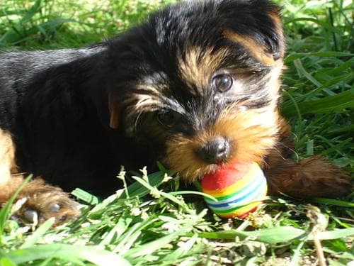 Morkie yavrusu 3