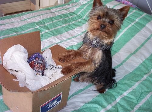 Morkie yavrusu 3