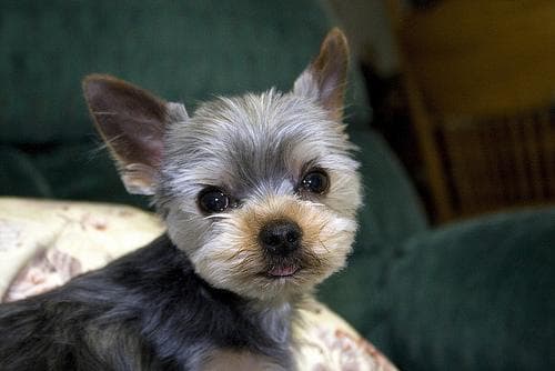 Morkie yavrusu 2
